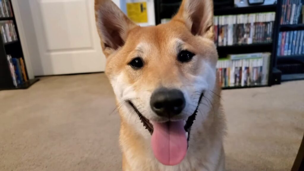 perro speedrunner peanutbutter