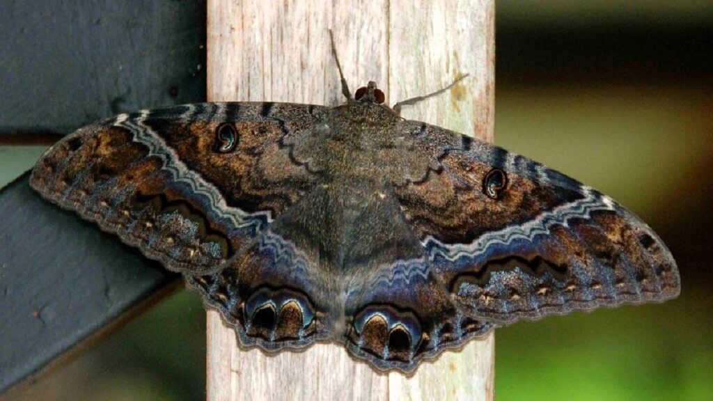 Mariposa negra ¿son de mala suerte?